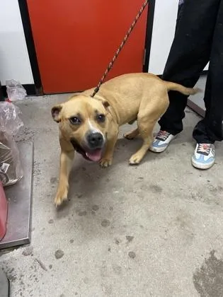 An adult medium-sized male Mixed Breed dog named Drake for adoption in West Chester, PA