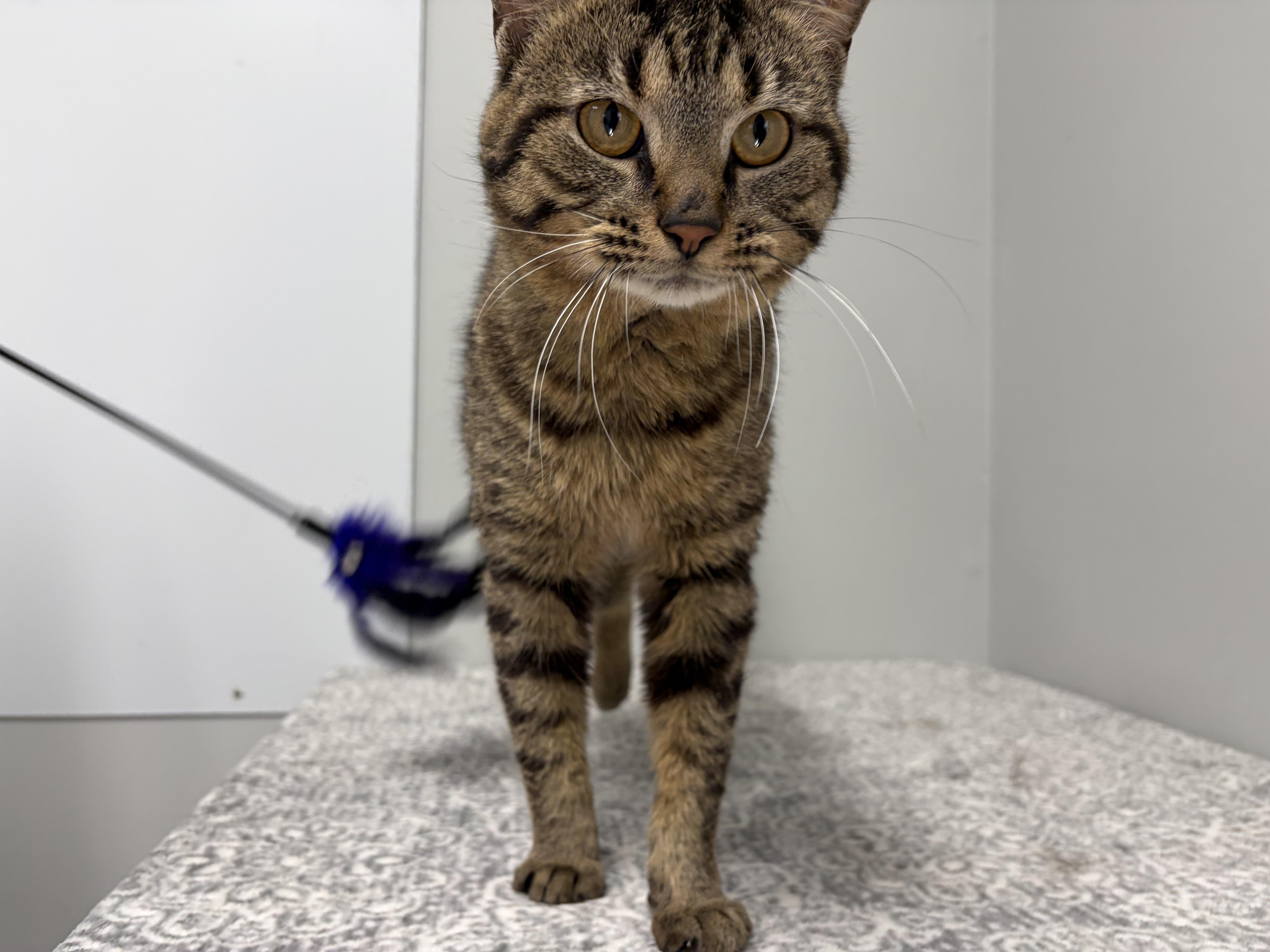 An adult medium-sized male Tabby (Brown / Chocolate) Domestic Short Hair cat named Milton Linxley for adoption in Frankfort, IN