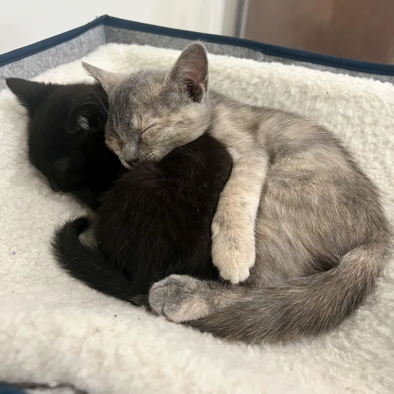 A baby small-sized female Dilute Tortoiseshell Domestic Short Hair cat named Zora for adoption in Richmond, VA
