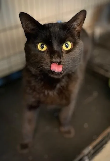Ollie