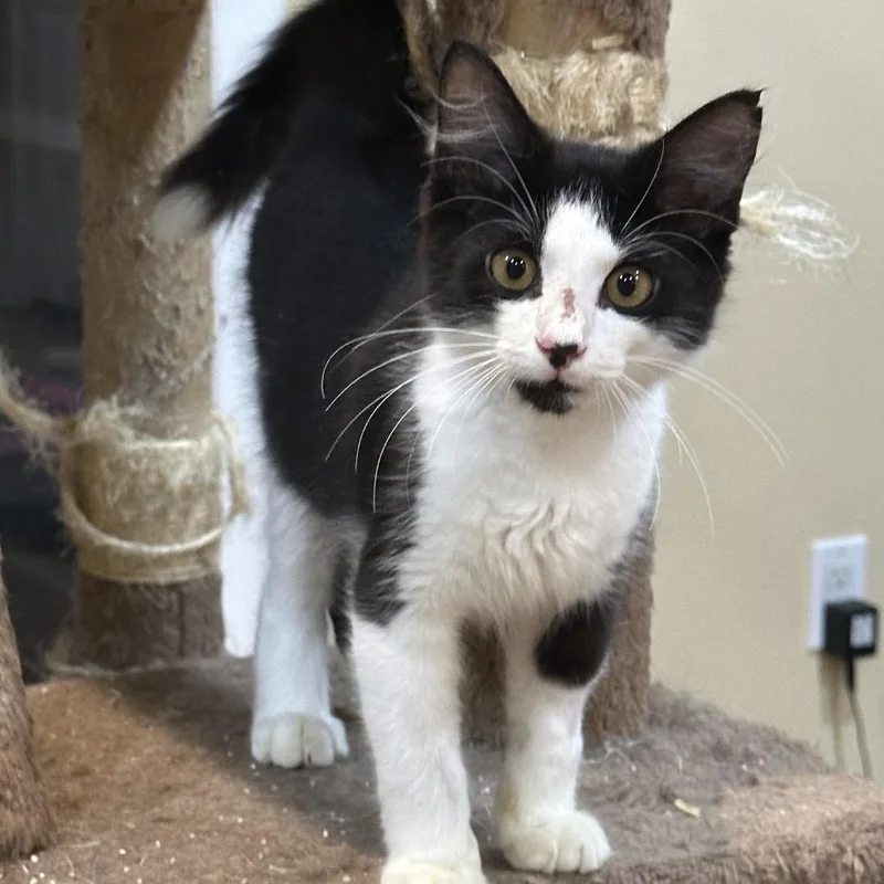 A baby small-sized male Black Domestic Medium Hair cat named MartinPW for adoption in Tallahassee, FL
