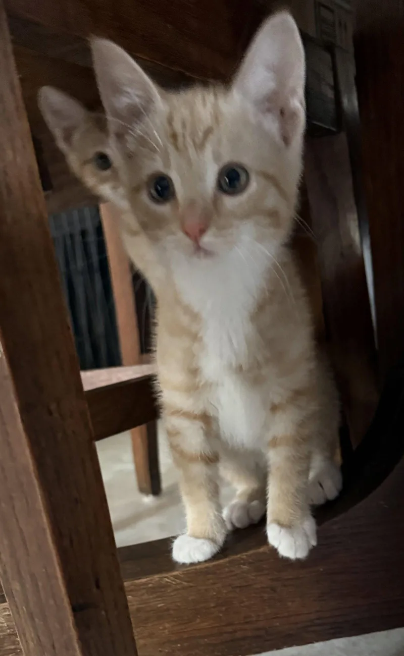 A baby medium-sized male Orange & White Tabby cat named Roland for adoption in Vacaville, CA