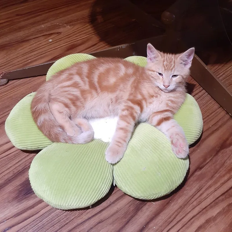A baby small-sized male Orange / Red Domestic Short Hair cat named Josh for adoption in Pittsburgh, PA