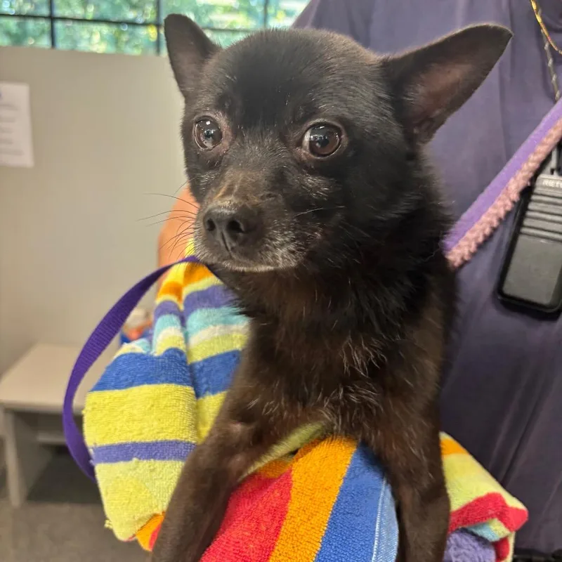 An adult small-sized male Black Mixed Breed dog named Fruit Bat for adoption in Allentown, PA