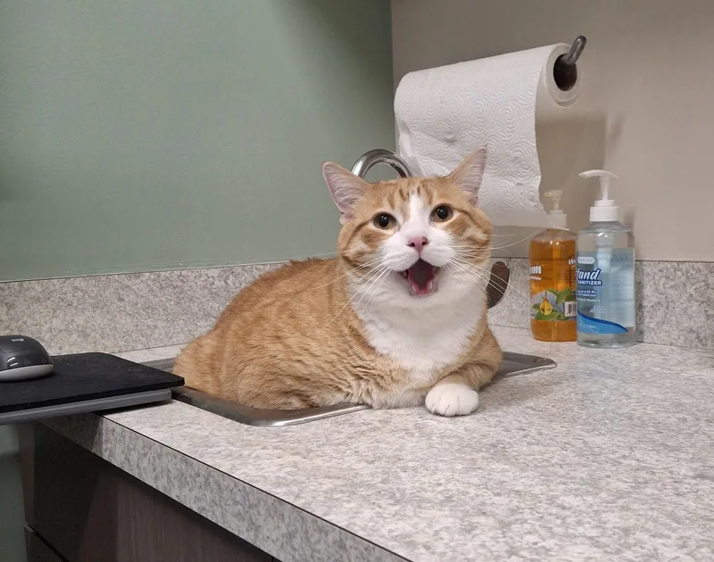 An adult medium-sized male Orange & White Domestic Short Hair cat named Colby for adoption in Wheaton, IL