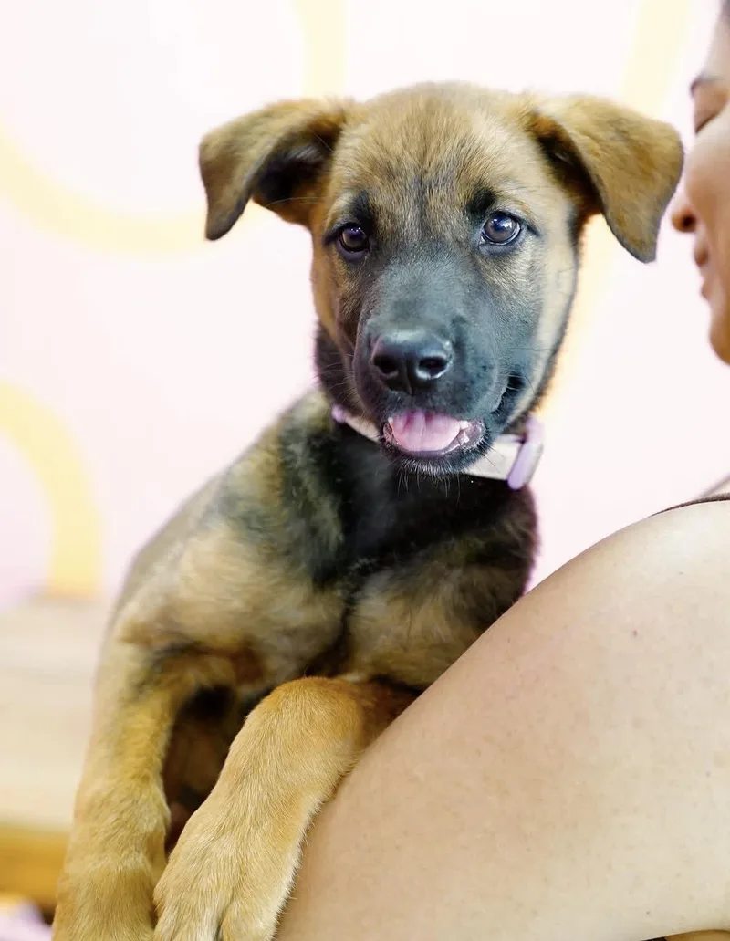 A baby medium-sized female Shepherd dog named Meadow for adoption in Pasadena, CA