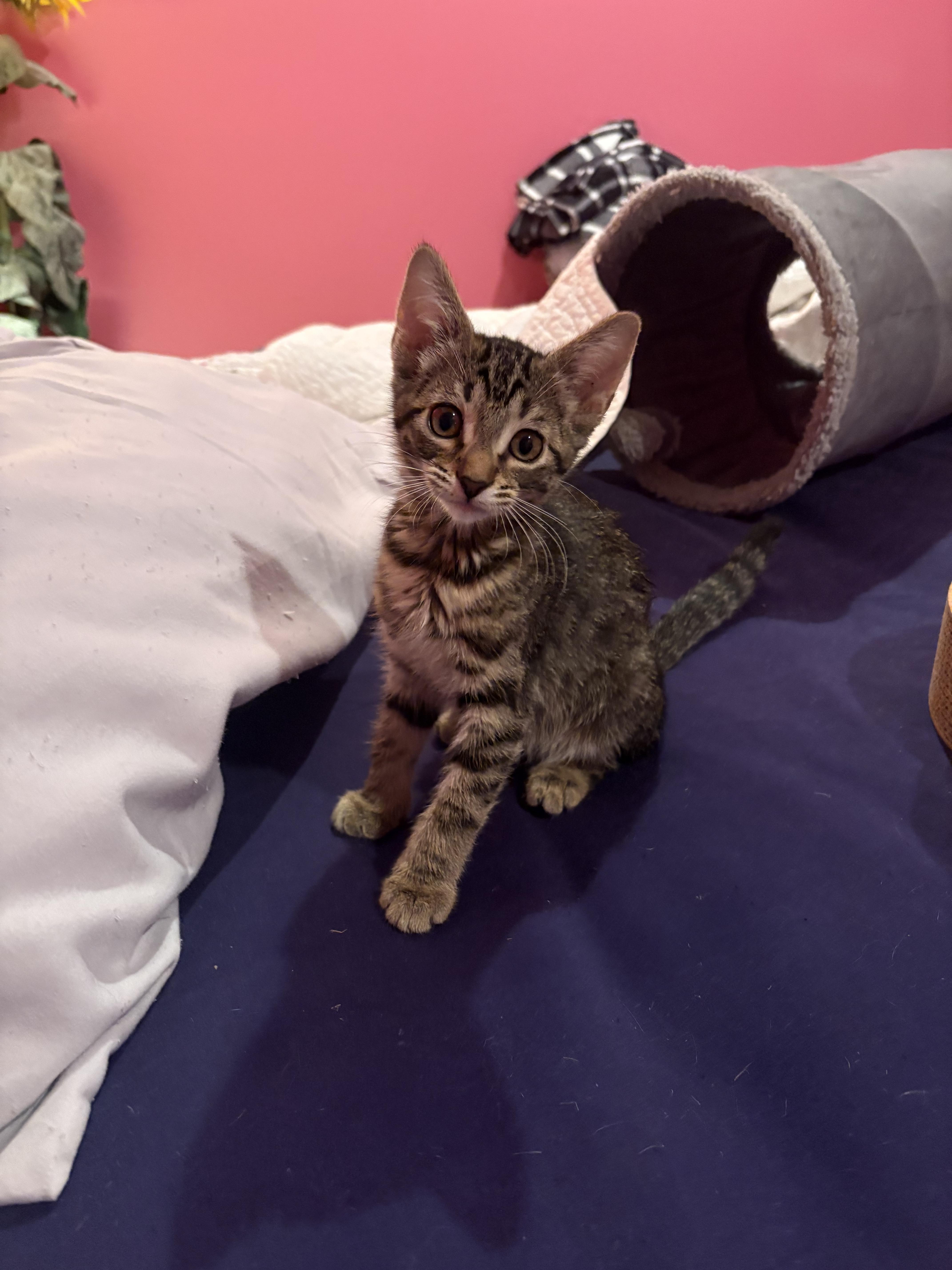 A baby medium-sized female Tabby (Brown / Chocolate) Domestic Short Hair cat named Dana for adoption in Valdosta, GA
