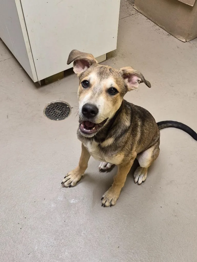 A baby medium-sized male Shepherd dog named Pippin for adoption in Crossville, TN