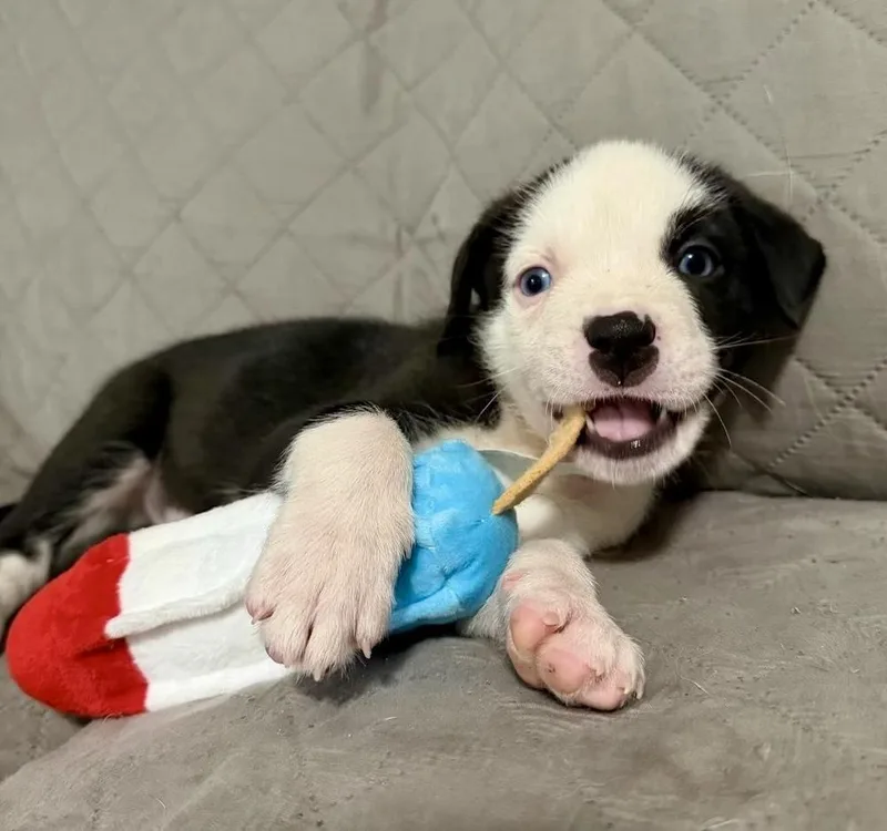 A baby large-sized male Tricolor (Brown, Black, & White) Labrador Retriever dog named Olaf for adoption in Greenlawn, NY