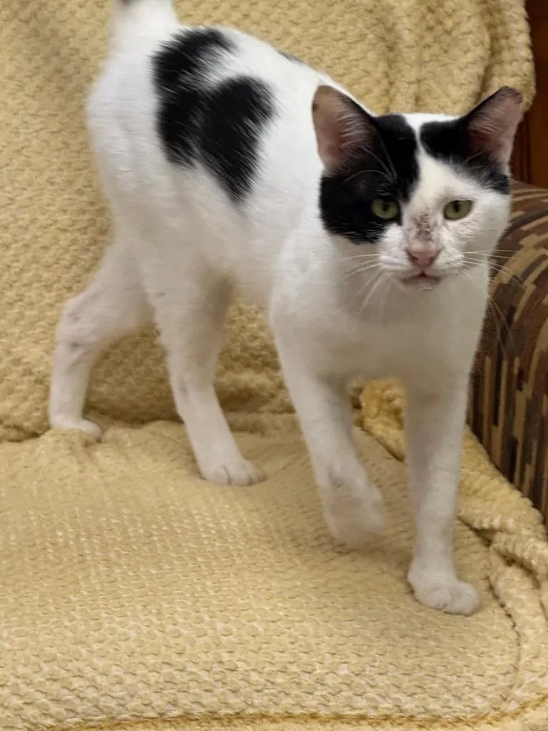 A young small-sized male Domestic Short Hair cat named Patrick for adoption in Saint Francisville, LA