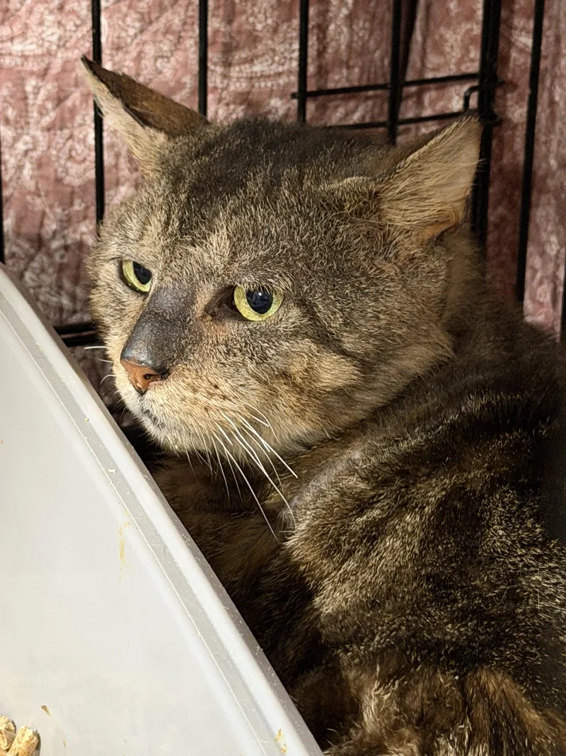 An adult medium-sized male Domestic Short Hair cat named E.t. for adoption in Broomall, PA