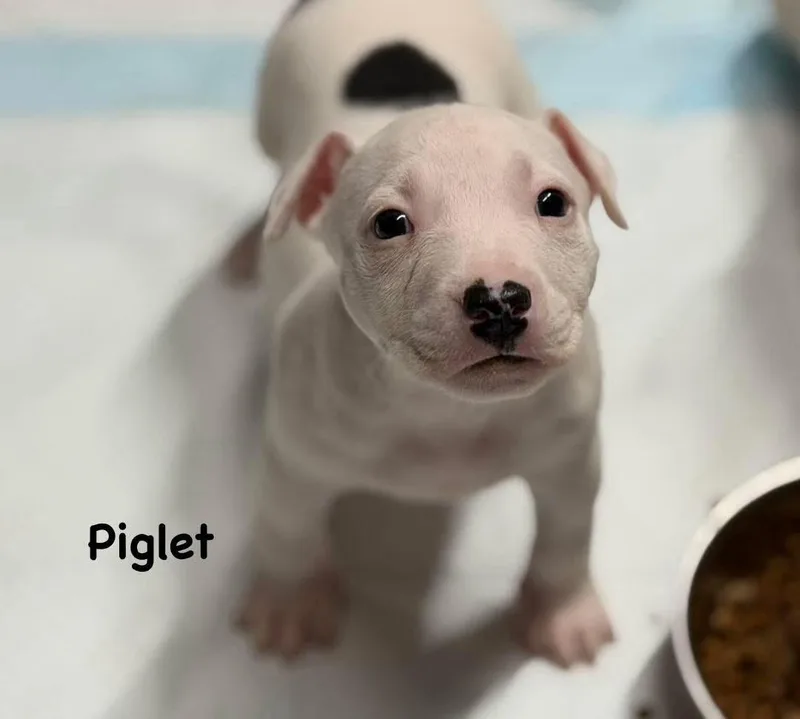 Piglet