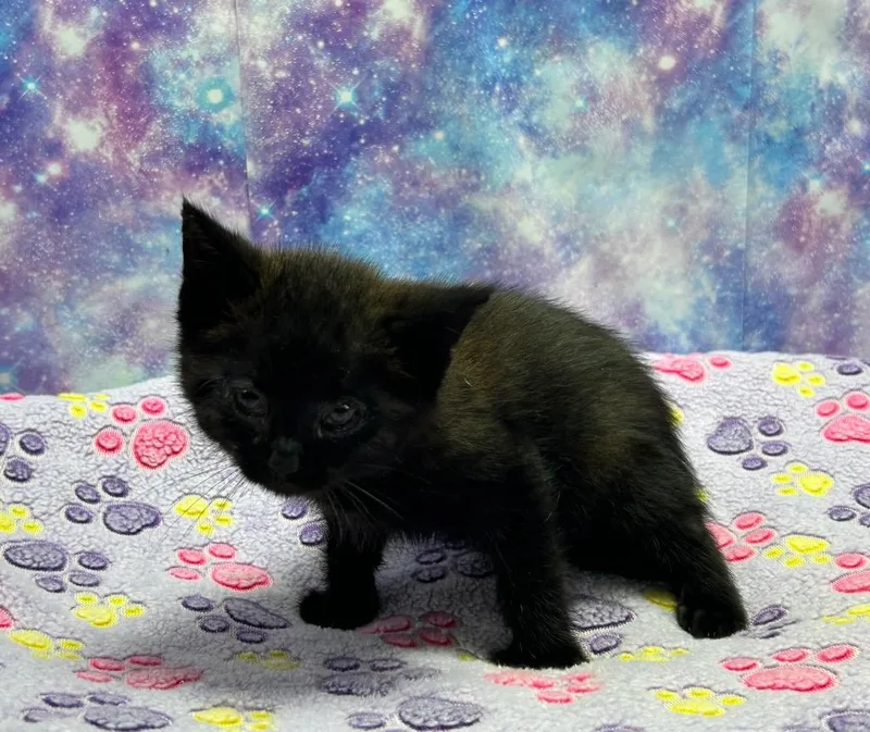 A baby small-sized male Domestic Short Hair cat named DJ Meow Mix for adoption in Washington Court House, OH