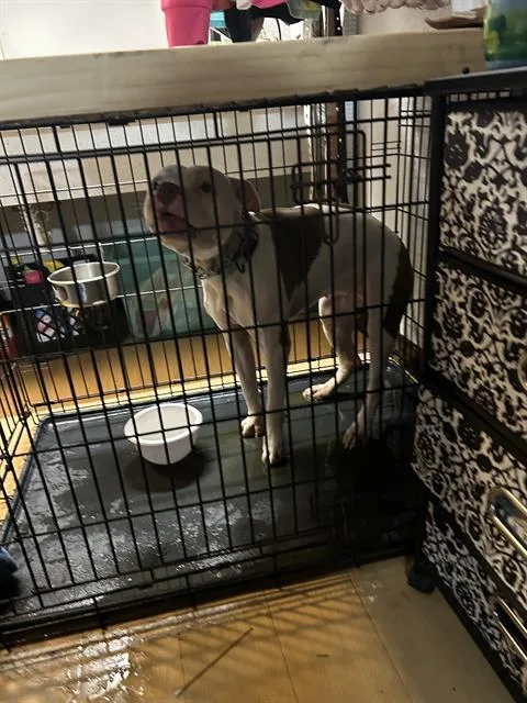 An adult large-sized female Pit Bull Terrier dog named Royce for adoption in Indianapolis, IN