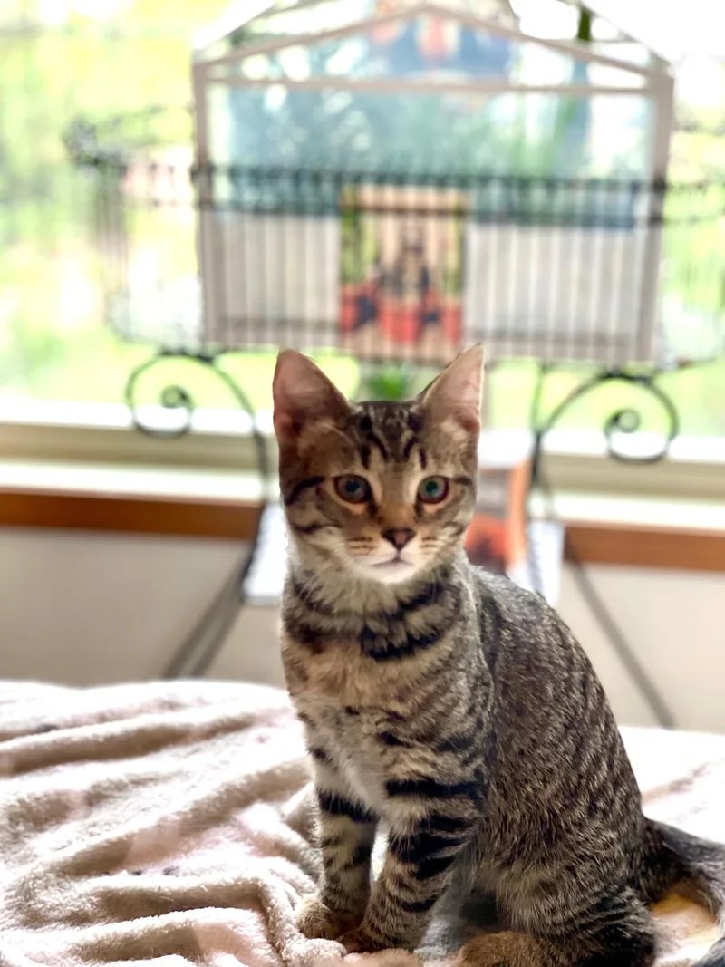 A baby medium-sized male Black Tabby cat named Fox Trot for adoption in Racine, WI