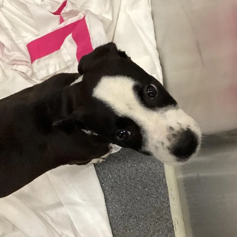 A baby small-sized female Terrier dog named Carlee for adoption in Montgomery, AL
