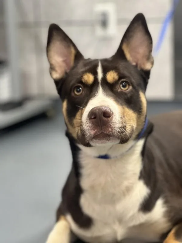A young medium-sized female Siberian Husky dog named Echo for adoption in Canton, GA