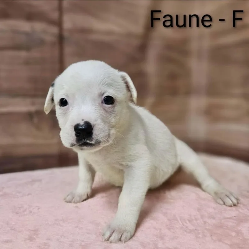 A baby medium-sized female White / Cream Pit Bull Terrier dog named Faune for adoption in Griswold, CT