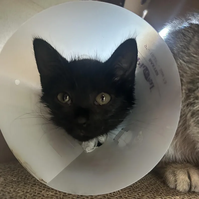 A baby small-sized female Black Domestic Medium Hair cat named Hatsu for adoption in Leander, TX
