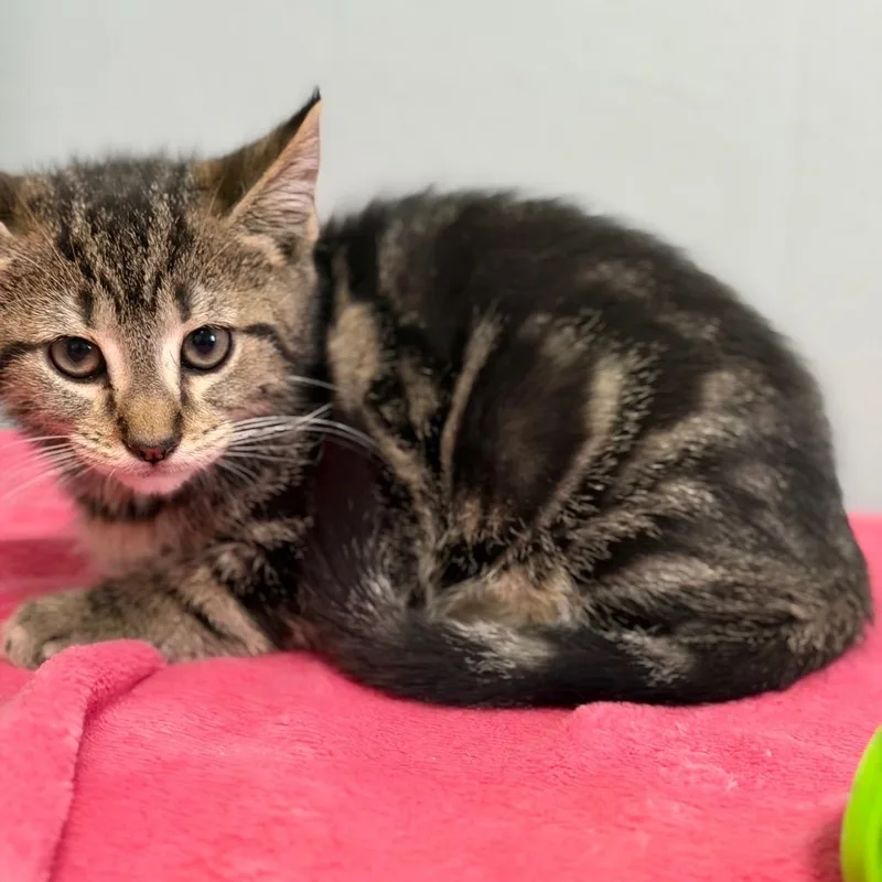 A baby small-sized male Black Domestic Short Hair cat named Black Krim for adoption in Brownsboro, AL
