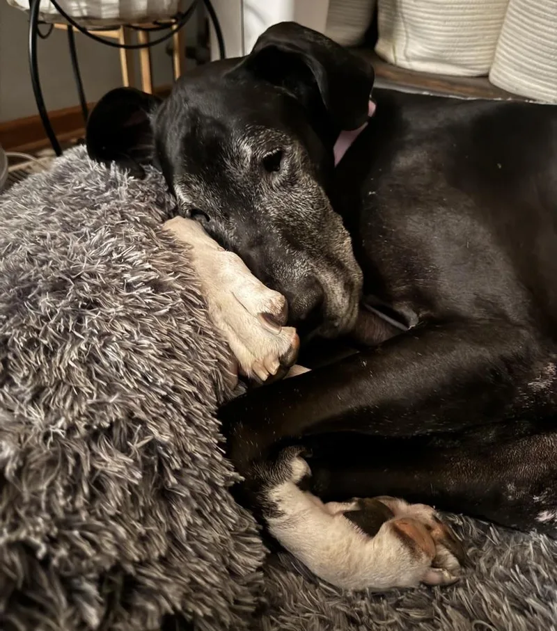 A senior large-sized female Tricolor (Brown, Black, & White) Great Dane dog named Brooklyn for adoption in Eagan, MN