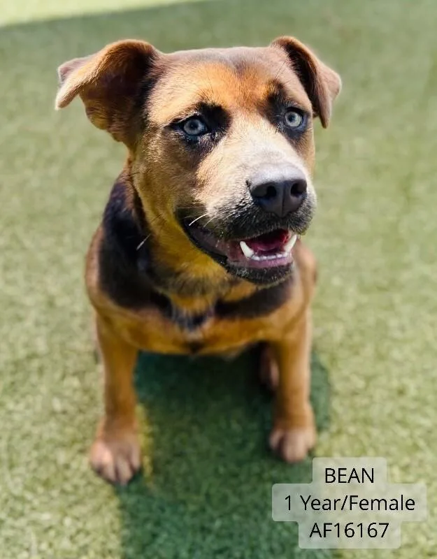 Bean