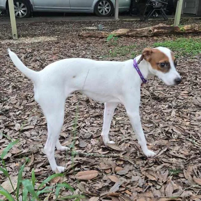 A young small-sized female White / Cream Jack Russell Terrier dog named Zena for adoption in Carencro, LA