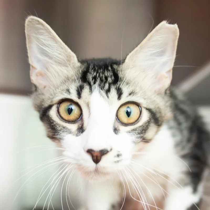A baby medium-sized male Gray / Blue / Silver Domestic Medium Hair cat named Vincent for adoption in Middletown, RI