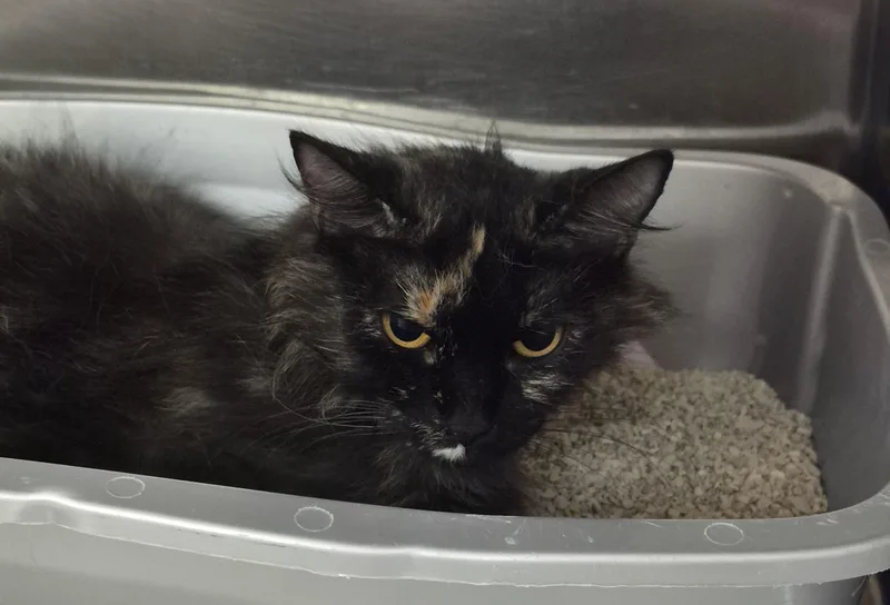An adult medium-sized female Tortoiseshell Domestic Medium Hair cat named Little Mama for adoption in Sierra Vista, AZ
