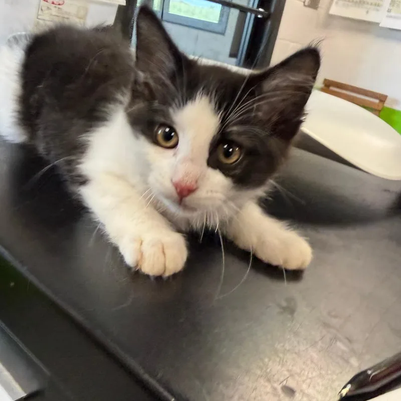 A baby small-sized male Black Domestic Short Hair cat named Hercules for adoption in Ponca City, OK