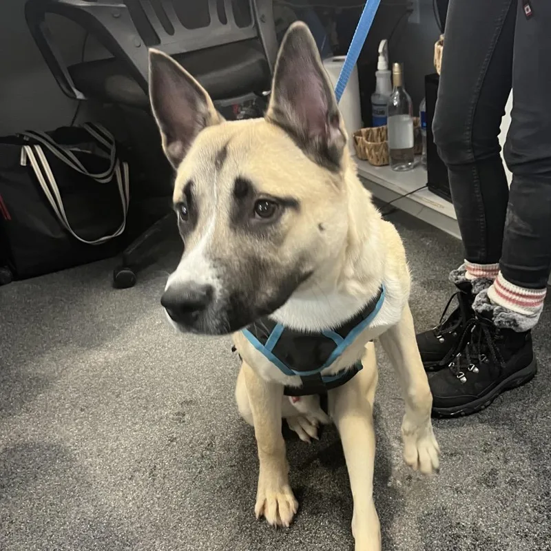 A young medium-sized male White / Cream Mixed Breed dog named Scooter for adoption in Allentown, PA