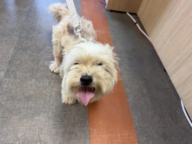 An adult small-sized female Terrier dog named Josie for adoption in Ontario, CA