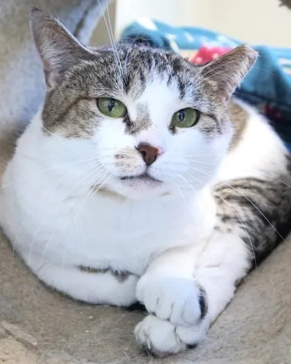 An adult medium-sized female Domestic Short Hair cat named Tabitha for adoption in Fishers, IN