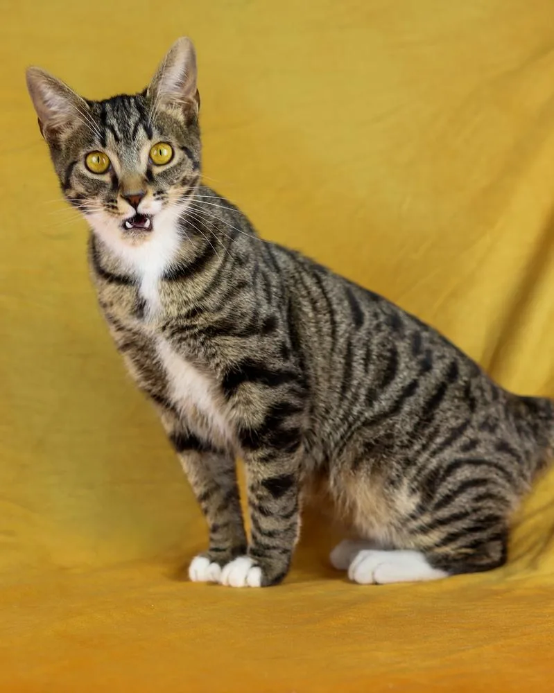 A young medium-sized male Gray / Blue / Silver Domestic Short Hair cat named Denim for adoption in Lewisburg, TN