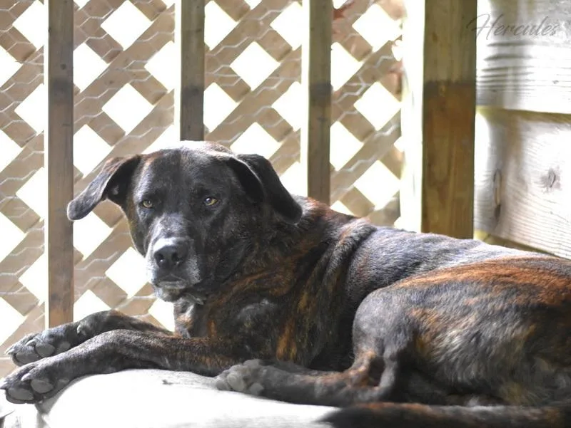 Hercules thumbnail 3