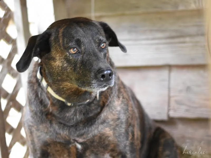 Hercules thumbnail 4