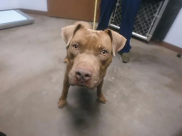 An adult large-sized male Pit Bull Terrier dog named Bonkers for adoption in Phoenix, AZ