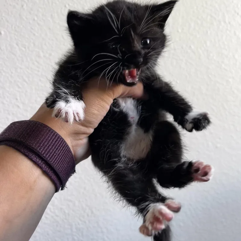 A baby small-sized female Black Domestic Short Hair cat named Madagascar for adoption in Westminster, CA