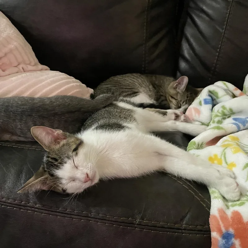 A baby small-sized male White Domestic Short Hair cat named Chrisdafurr Zig for adoption in Mondovi, WI