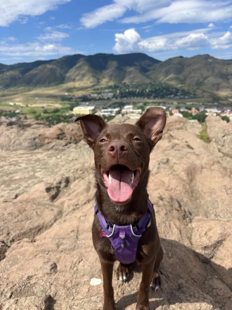 A young small-sized female Mixed Breed dog named Elise for adoption in Colorado Springs, CO