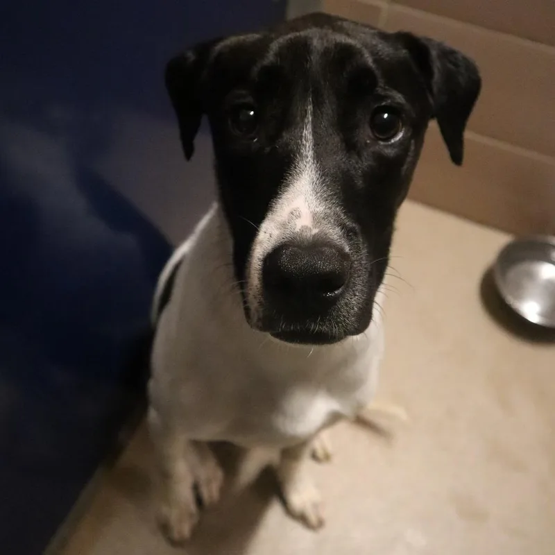 An adult medium-sized male Black Mixed Breed dog named Uno for adoption in Waukesha, WI
