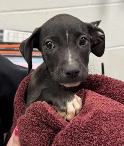A baby small-sized female Black Pit Bull Terrier dog named Pasha for adoption in Kansas City, MO