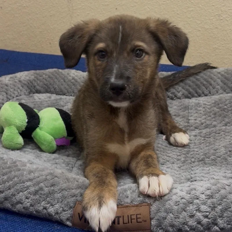 A baby small-sized male Brown / Chocolate Collie dog named Mario for adoption in Palestine, TX