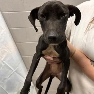A young small-sized female Mixed Breed dog named Oogily Boogily for adoption in East Smithfield , PA