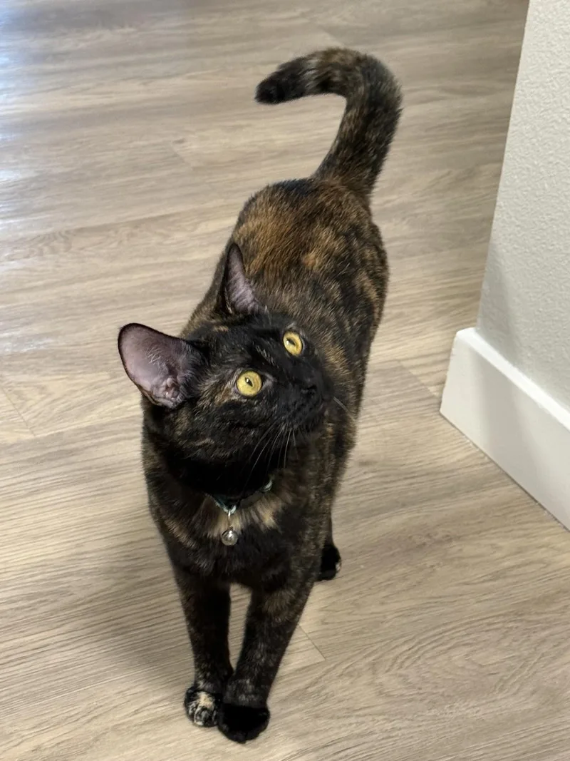 Zora And Luna thumbnail 2