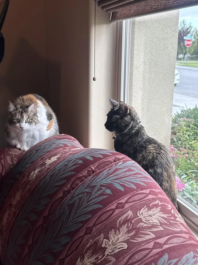 Zora And Luna thumbnail 5