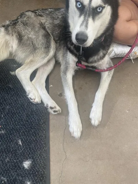 An adult medium-sized female Siberian Husky dog named Sansa for adoption in Dallas, TX