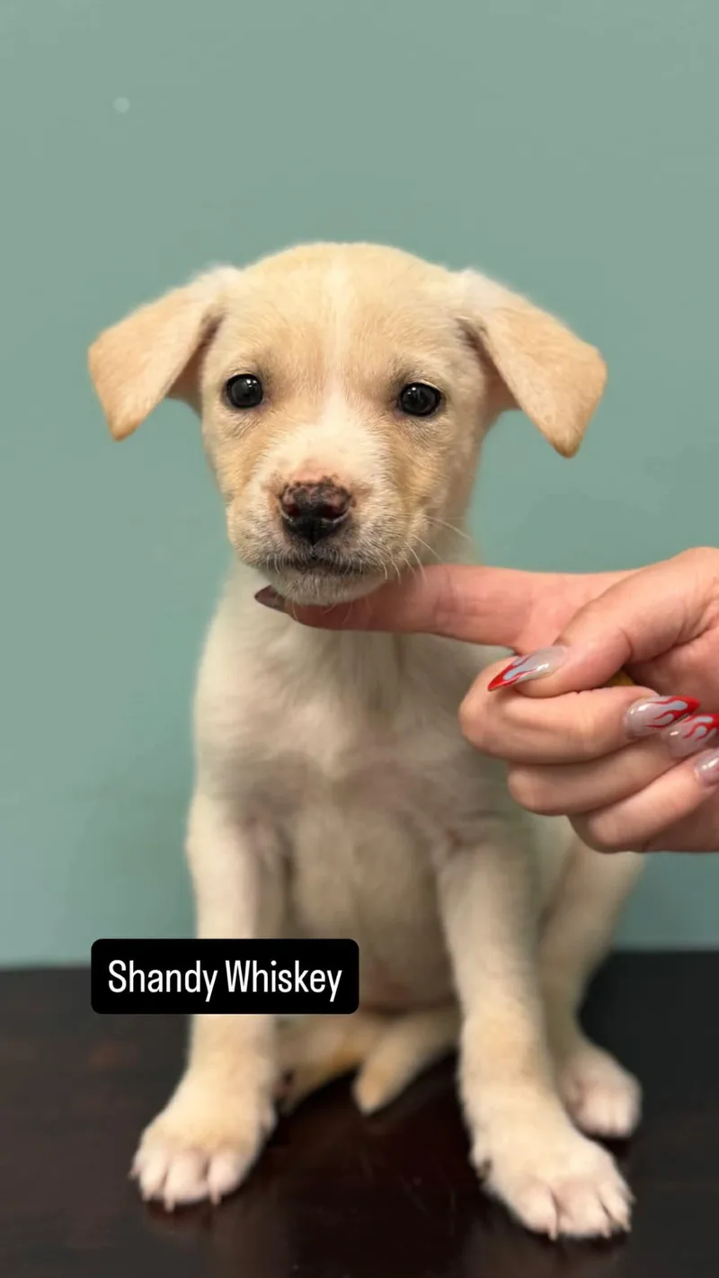A baby medium-sized female Pit Bull Terrier dog named Shandy Whiskey for adoption in Duluth, MN