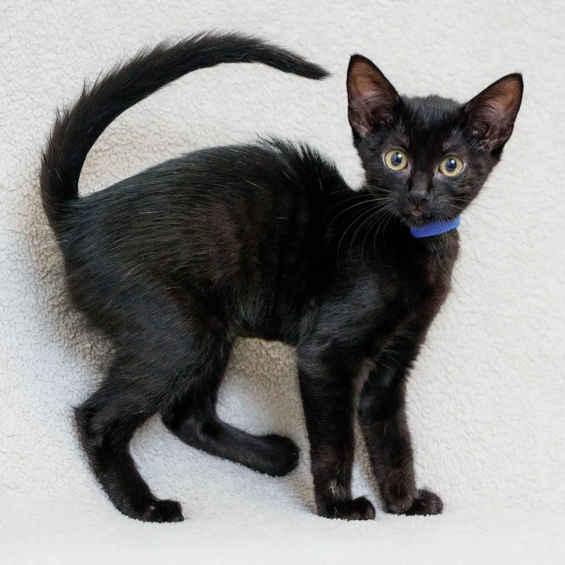 A baby small-sized female Black Domestic Short Hair cat named Moon for adoption in Sunnyvale, CA