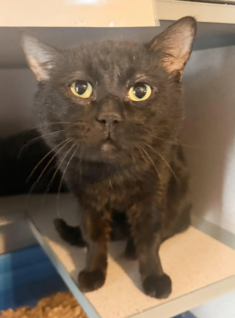 A young large-sized male Black Domestic Short Hair cat named Baxter for adoption in Hudson, NY